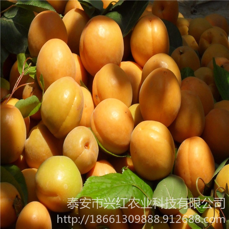 金太阳杏树苗价格查询表 珍珠油杏品种厂家 威海杏树苗批发基地