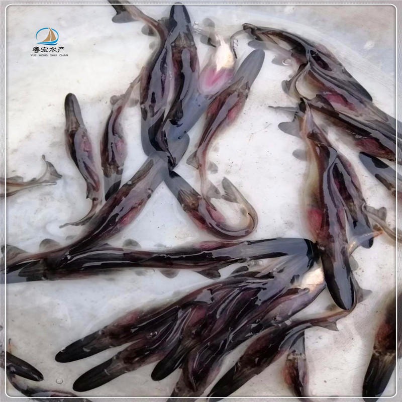 上海鱼塘出售鸭嘴鲟鱼苗 淡水匙吻鸭嘴鱼苗 鸭嘴鱼苗健康种苗