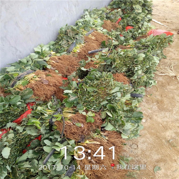 山东农户种植草莓苗基地 奶油草莓苗热销基地 批发品种多样草莓苗