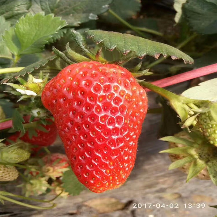 红颜草莓苗基地 红颜草莓苗基地批发 出售脱毒草莓苗图片