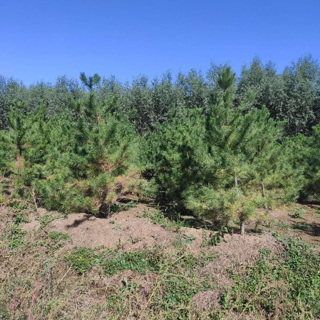 油 松基地 1-10米高油松苗圃直供 一手货源 保定大叶园林绿化公司
