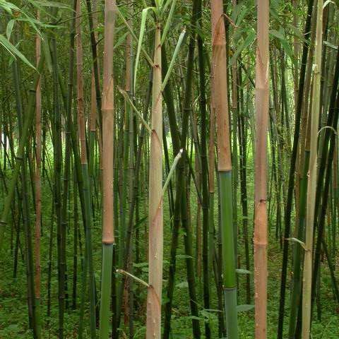 竹子淡竹，青竹，早园竹，刚竹，各种竹子