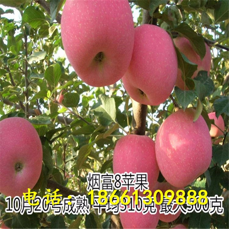 兴红农业矮化苹果苗种植 苹果苗量大优惠 批发红肉苹果苗价格