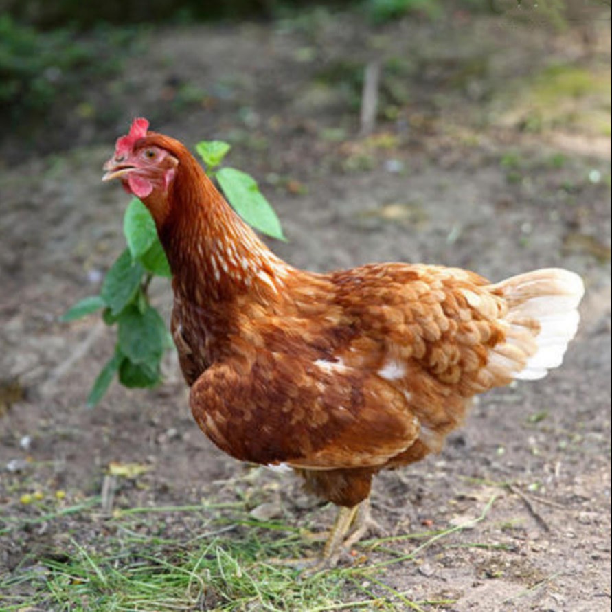 鹤壁市常盛禽业海兰褐青年鸡开产早产蛋率高60天海兰褐青年鸡体重1.4斤以上