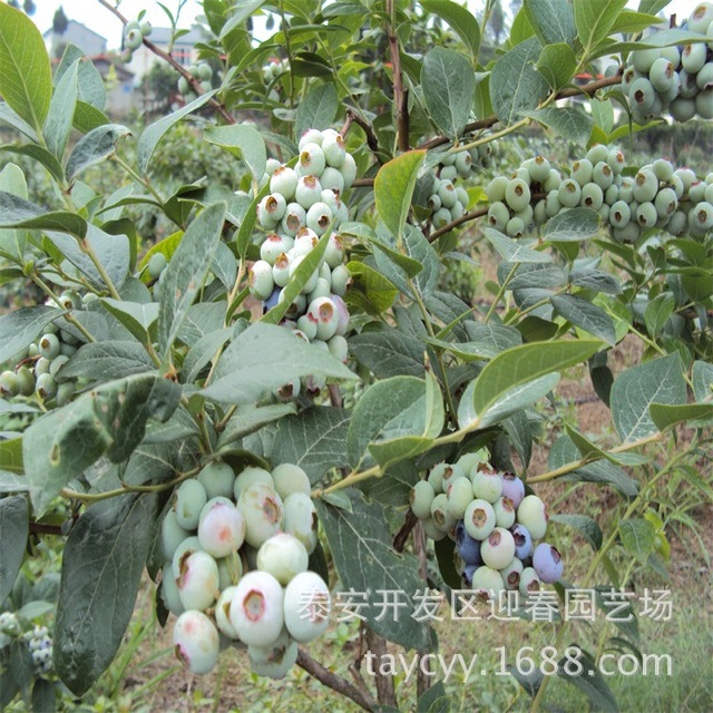 泰安批发销售 盆栽蓝莓苗 蓝莓苗基地  先挖苗 3年营养钵蓝莓
