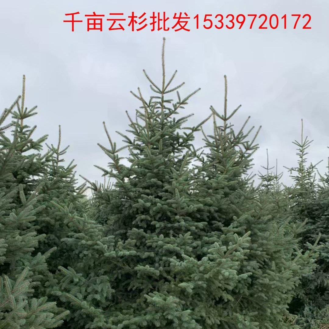 甘肃云杉-落地冠1米2米3米4米云杉5米云杉大量有货