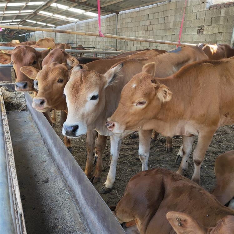 改良鲁西黄牛肉牛犊 杂交小牛苗 改良肉牛犊价格 龙翔肉牛养殖场