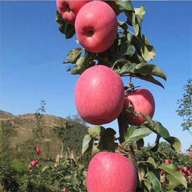 大量红富士苹果苗 新品种果树苗 嫁接红富士苹果树苗 抗寒耐旱  兴圣