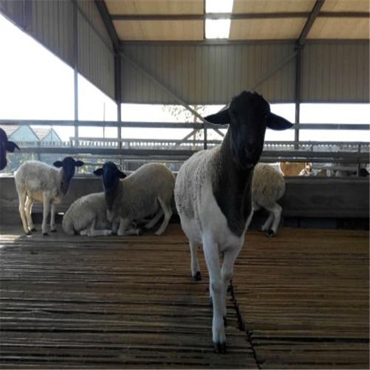 杜泊绵羊肉羊 通凯 3个月杜泊绵羊价格 通凯 杜泊绵羊出栏养殖图片