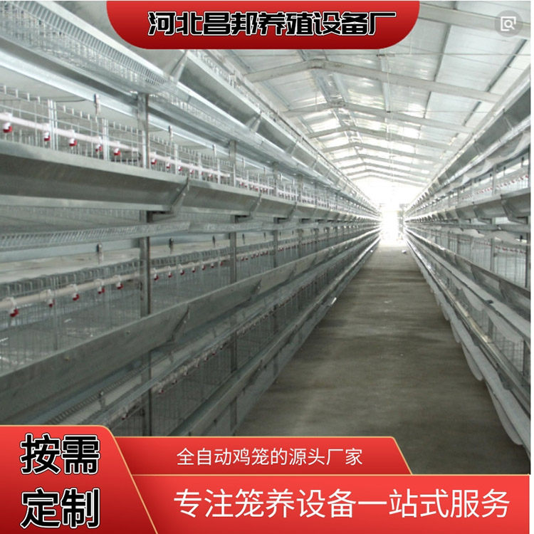 白鸡笼 自动化肉鸡笼 昌邦 肉鸡笼价格 常年出售