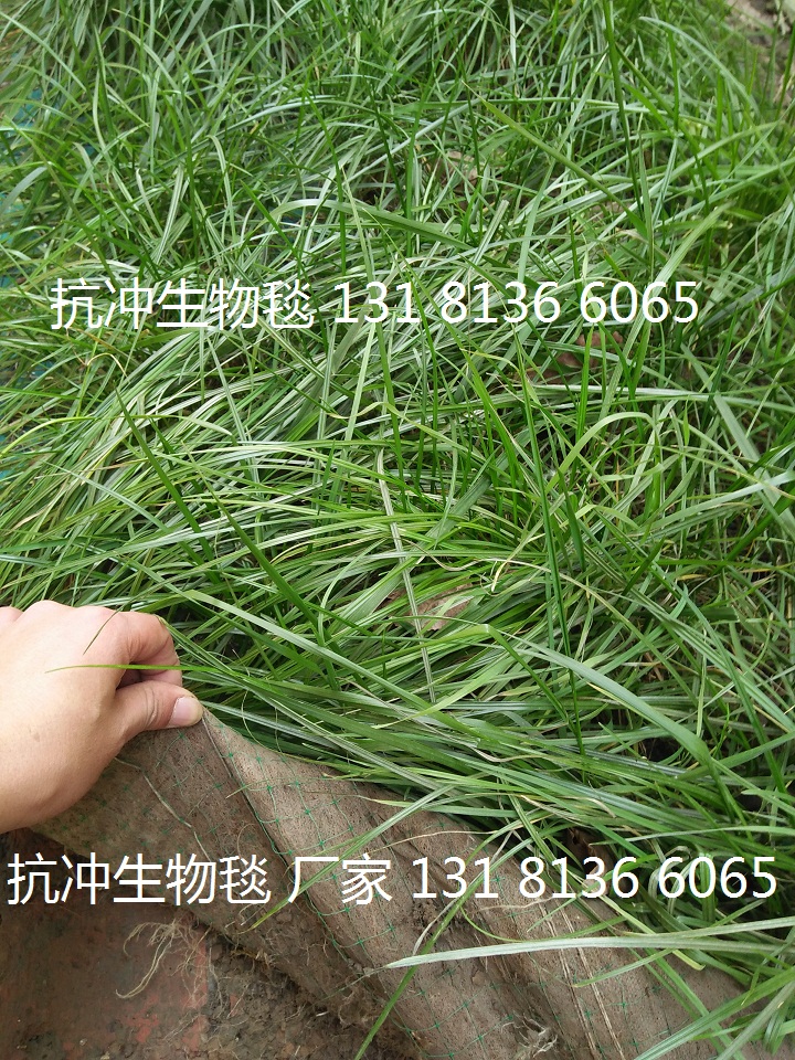 绿化草毯 植物纤维毯一体化草毯示例图8