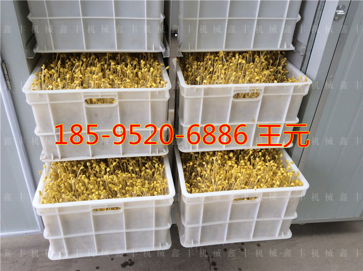 山东豆芽机厂家 全自动豆芽机设备 全自动豆芽清洗机示例图2