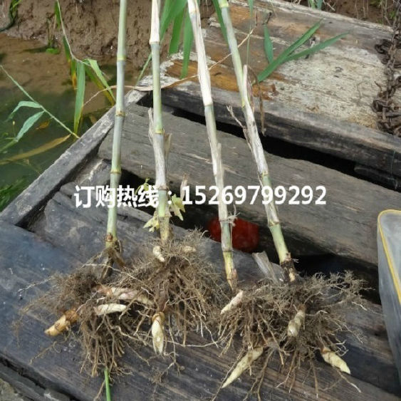 芦竹 芦竹苗 专业承接芦竹种植 销售各种水生植物示例图5