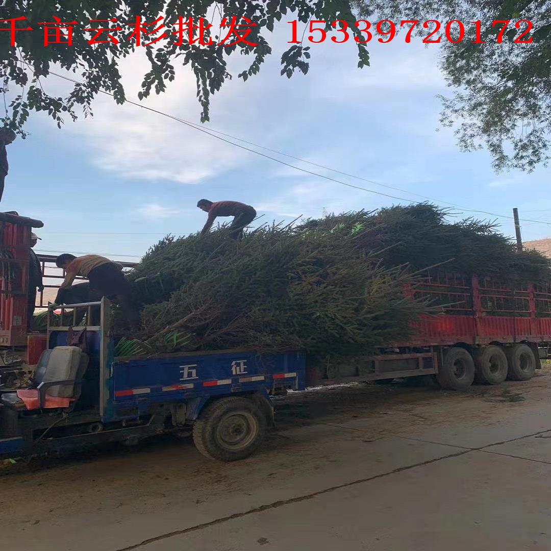 大量出售 甘肃云杉 大型苗木公司7.5米云杉种植基地 苗木生产