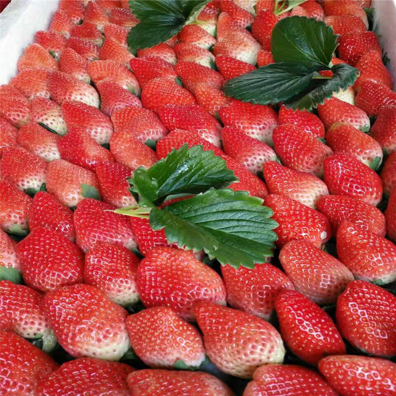 批发美王一号草莓苗基地 宁玉草莓苗价格 桃熏草莓苗出售基地
