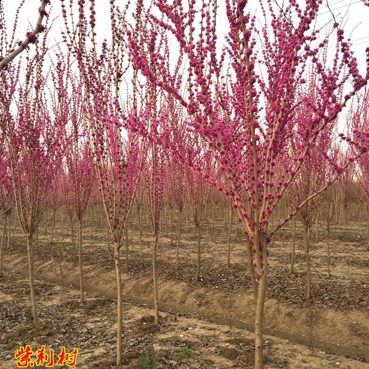 供应紫荆树 高品质 2-8公分紫荆树苗 丛生紫荆 紫荆苗木基地