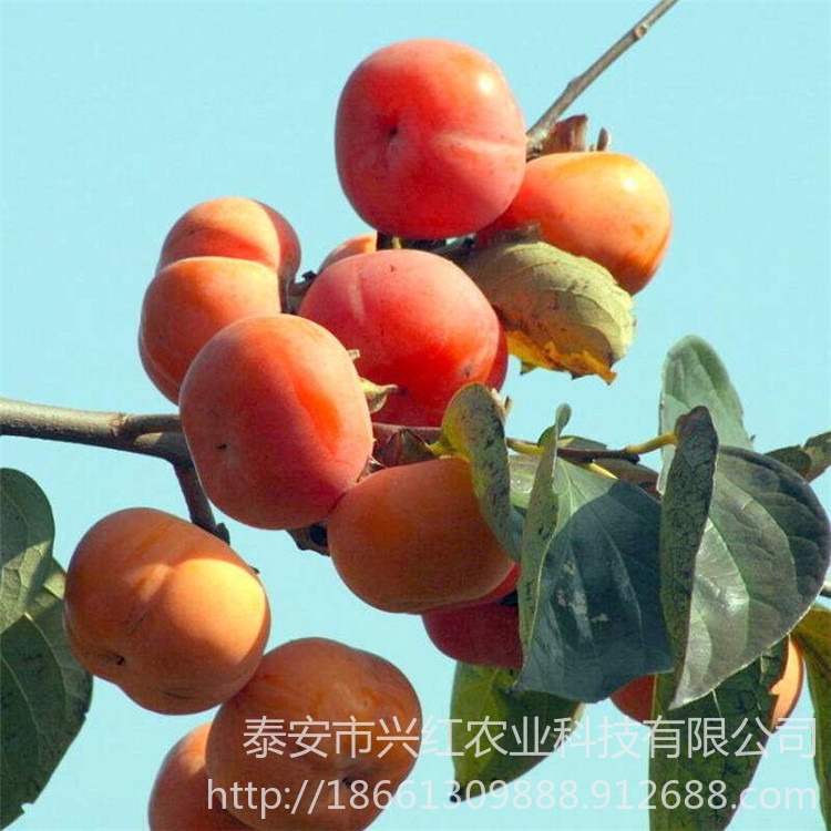 水果脆甜柿子树苗基地易成活根系发达 柿子苗品种多样
