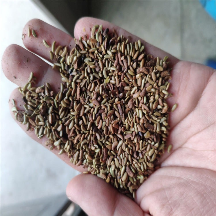 今年新採脱壳紫穗槐米种子籽播育苗树籽发芽率高