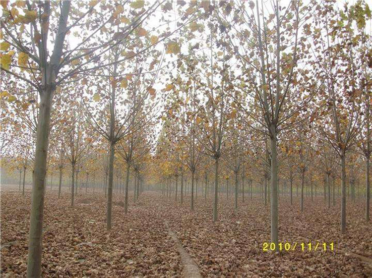 【基地直销】法国梧桐树批发绿化工程树木6公分10公分规格全示例图6
