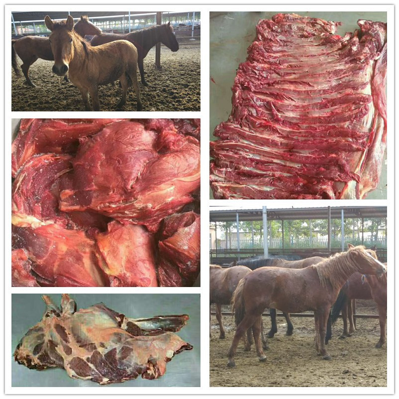 厂家直销  蒙古草原进口马肉 新鲜前腿肉质鲜美营养丰富示例图22