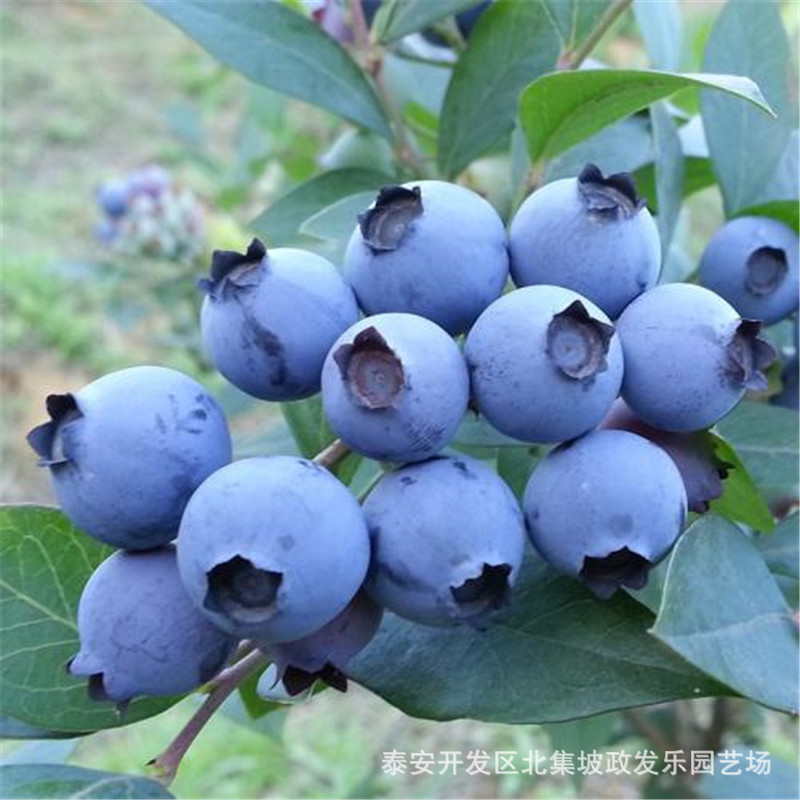 基地常年供应蓝莓苗薄雾蓝莓苗根系发达价格合理量大从优 蓝莓苗示例图3