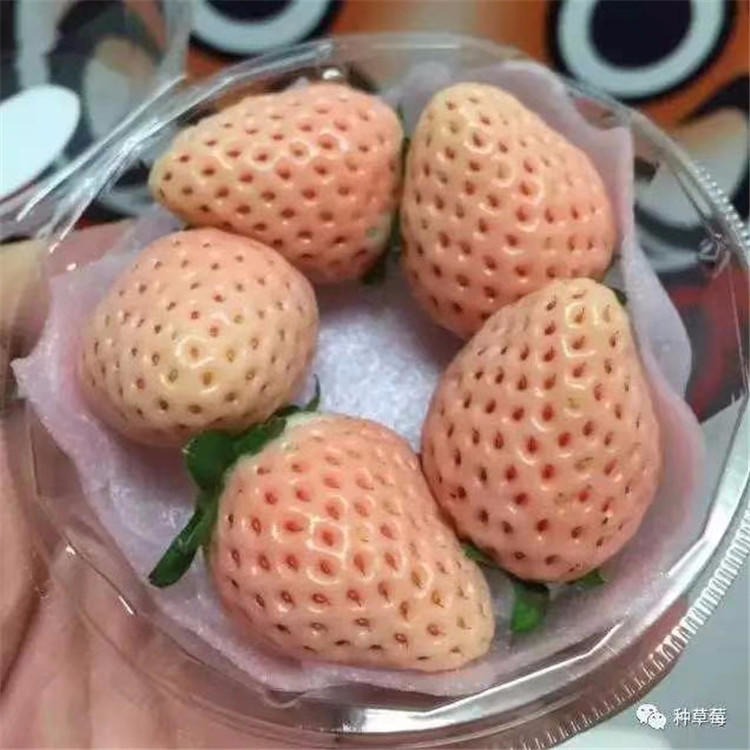 兴红农业桃熏草莓苗 桃熏草莓苗批发出售 桃熏新品种草莓苗价格图片