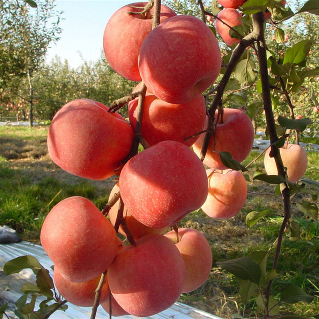 早熟苹果苗出售 当年红富士苹果苗价格 品种的苹果口感好