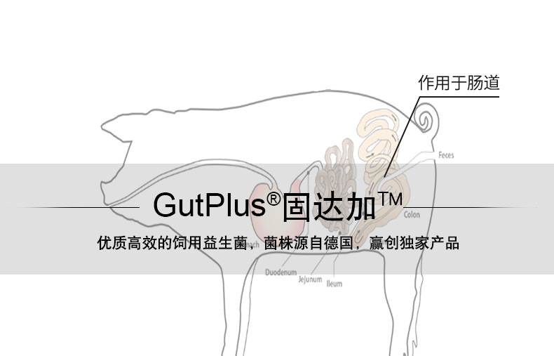 赢创  GutPlus 固达加 优质高效饲用益生菌 动物营养性饲料添加剂示例图2