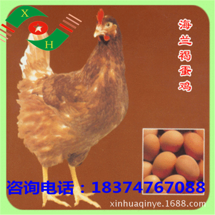 新华禽畜厂家直销优质海兰褐蛋鸡苗常年孵化出壳苗母苗包打马利克示例图8