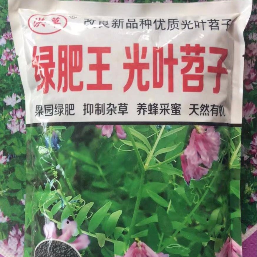 博伦绿肥种子-苕子批发 光叶紫花苕子价格猪屎豆种子 博伦种子支持 