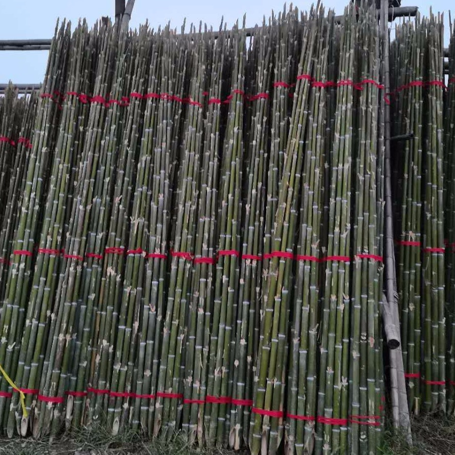 厂家毛竹稍 楠竹尾 树木支撑杆 果树插网用竹竿长短粗细可定制量大从优