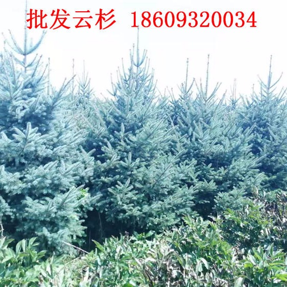 临洮云杉树苗价格-1.5米2.5米3米云杉树价格走势