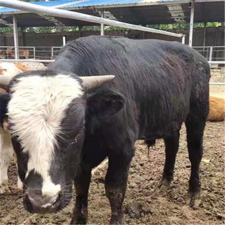 西门塔尔牛图片 通凯 西门塔尔牛出售 西门塔尔牛种牛
