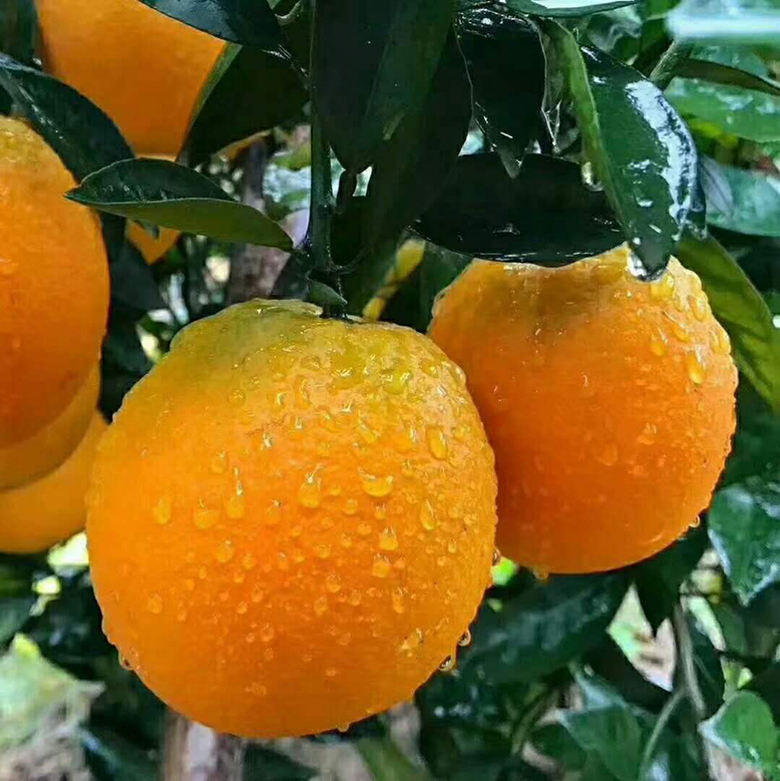 脐橙 赣南脐橙 当季甜橙 产地直发