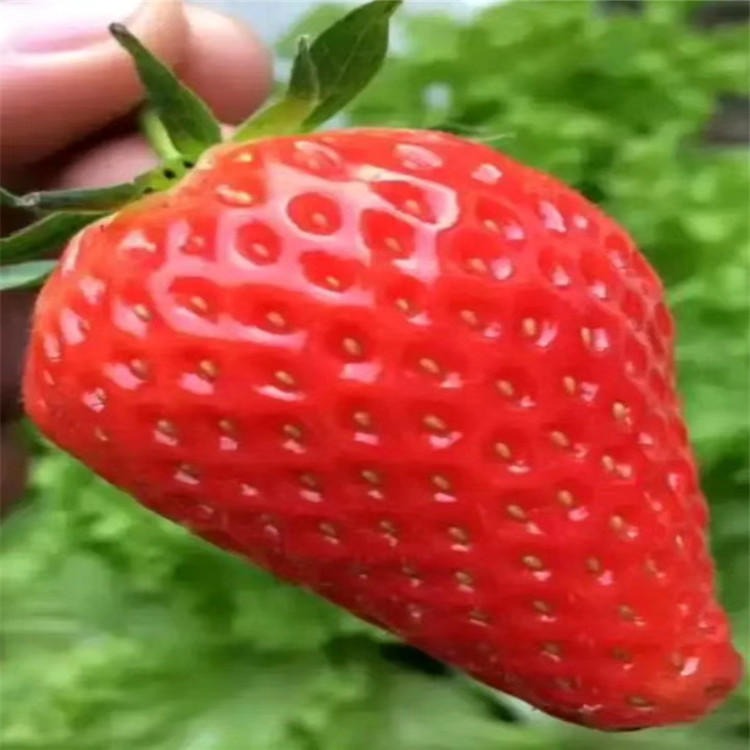 奶油草莓种苗 四季结果提供种植指导 红颜草莓苗价格查询