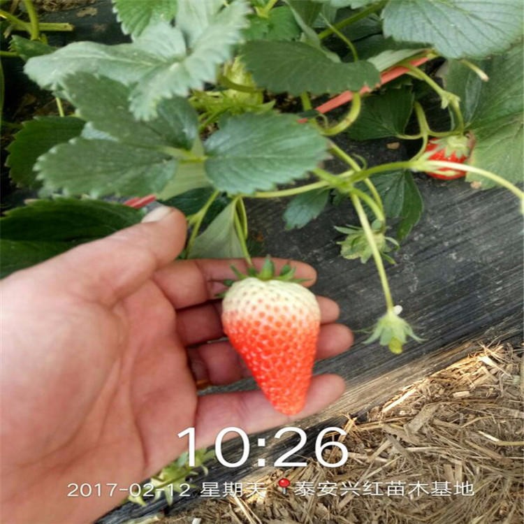 脱毒草莓苗品种 奶油草莓苗 红颜草莓苗价格 基地批发品种草莓苗图片