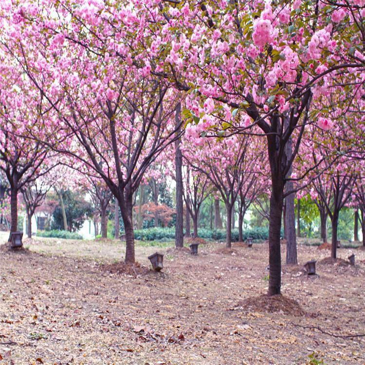 5到10公分樱花树  出售优质高杆樱花5公分  单樱花种厂家批发 万青园林