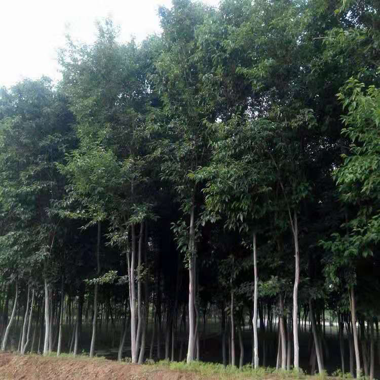 杜仲树苗批发  批发出售地径2公分杜仲苗  杜仲种子  森然林业