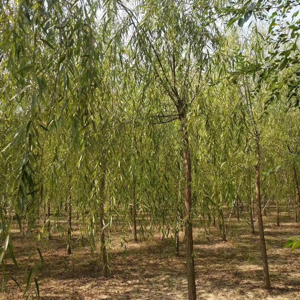 各种规格垂柳 金丝垂柳 庭院绿化苗木