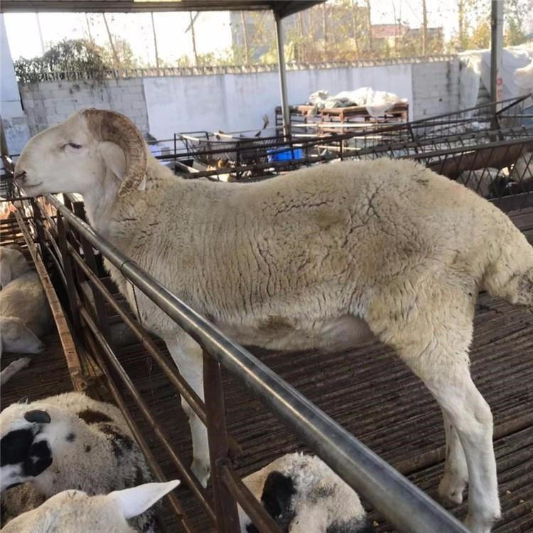 供应小羊羔 山东小羊羔 通凯 任意挑选 成品山羊 30斤小羊羔价格