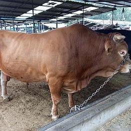 利木赞牛价格 利木赞肉牛养殖场 养殖利木赞牛 纯种利木赞牛一头价格图片