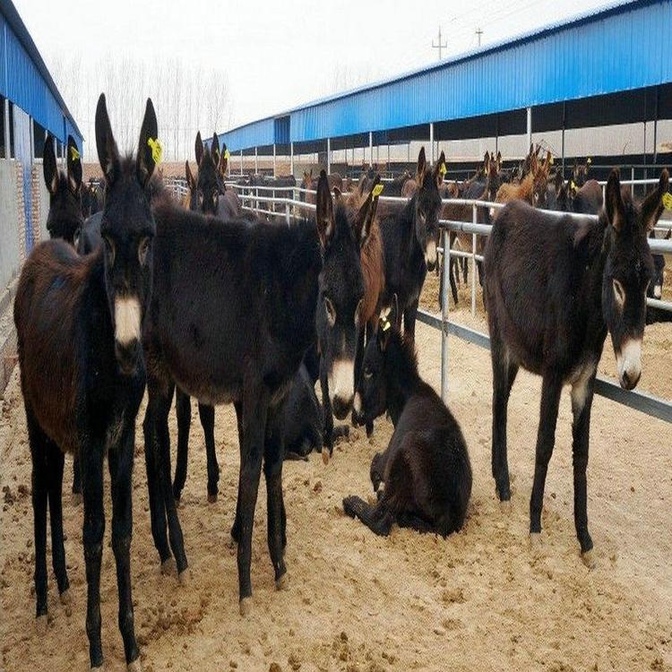 德州驴小驴苗 出售驴苗肉驴品种 适合养殖肉驴苗 鼎荣 厂家供应