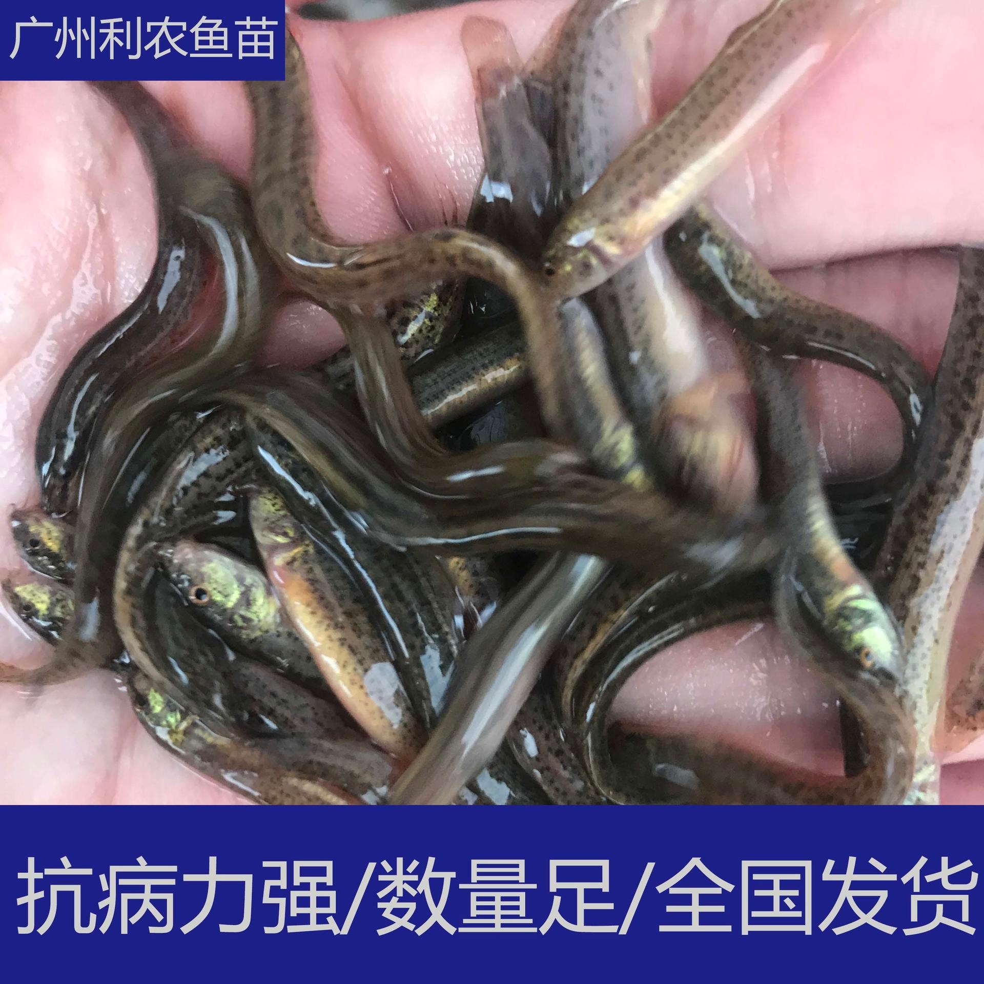 养殖支持 广东中山台湾泥鳅苗少病害好养殖 4-5cm泥鳅苗批发
