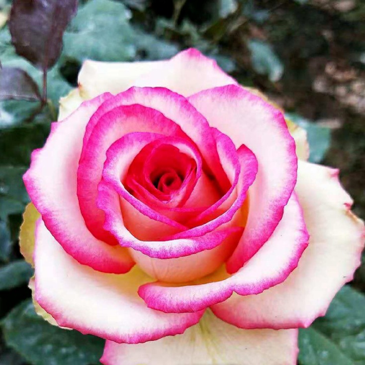 剑锋滇红玫瑰供应商 四季玫瑰质优价廉 紫枝玫瑰 量大优惠