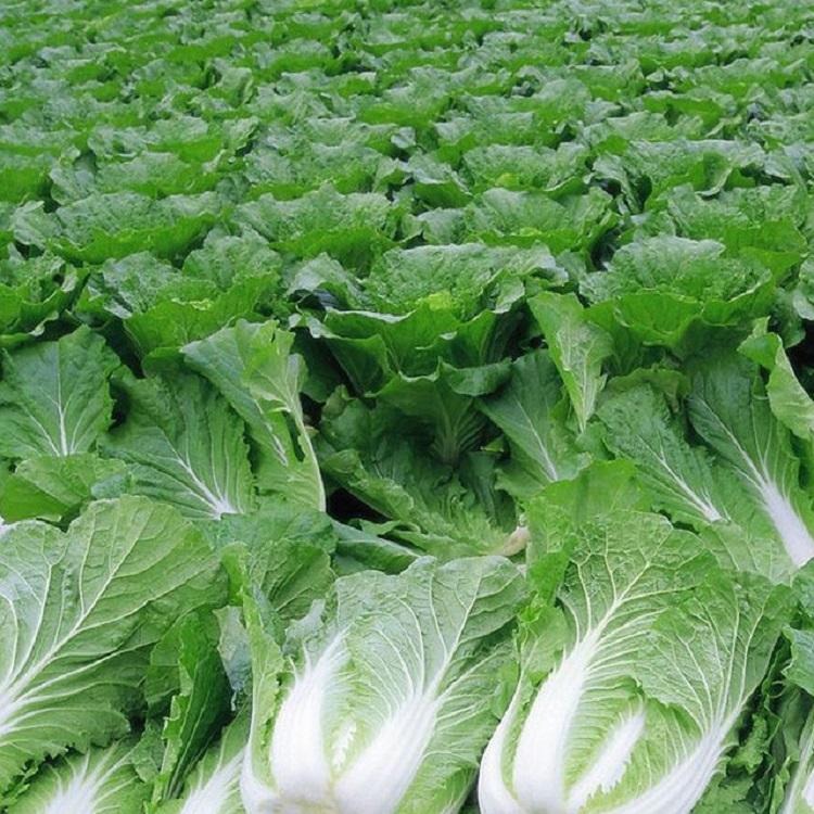农家蔬菜籽大白菜种子 营养丰富别名 结球白菜 黄心白菜 种子价格 四季可播 批发图片