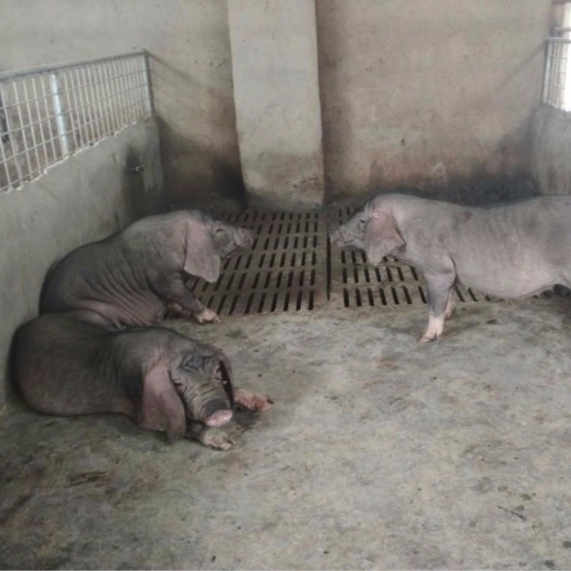 太湖猪养殖场 太湖母猪一斤 梅山黑母猪报价 正宗二花脸母猪图片