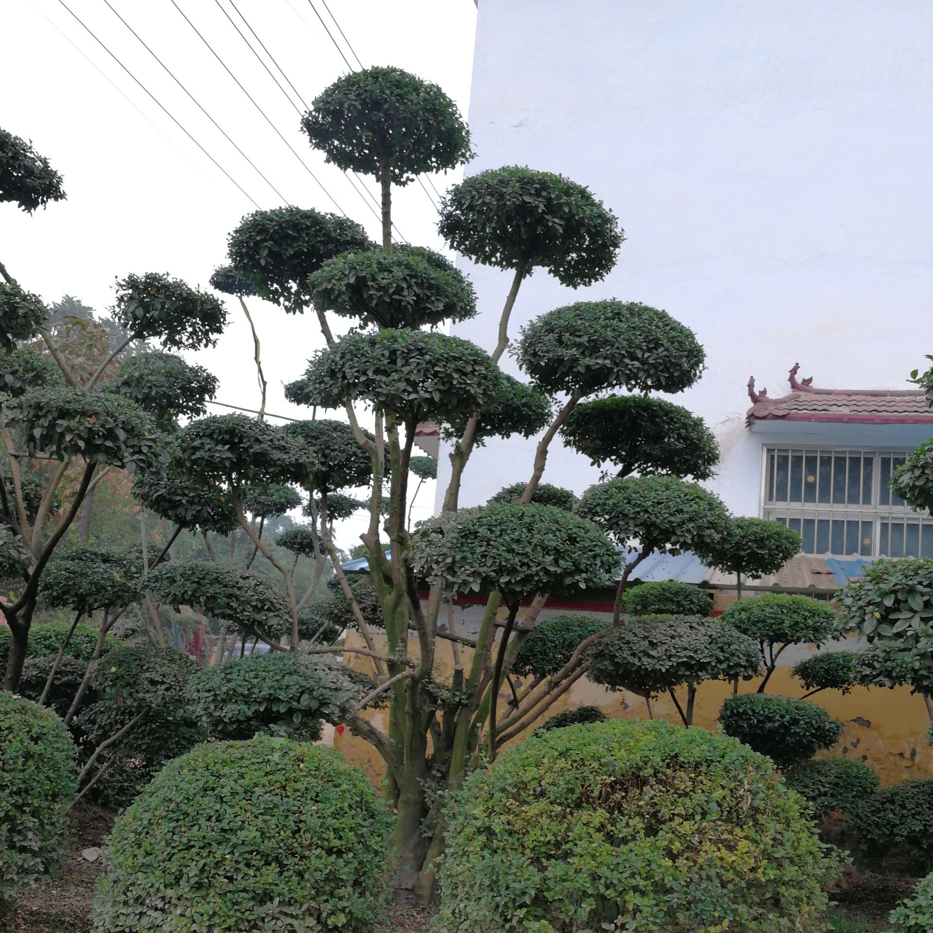 鄢陵县梦宇花木园的2米高小叶女贞造型树属于艺术品