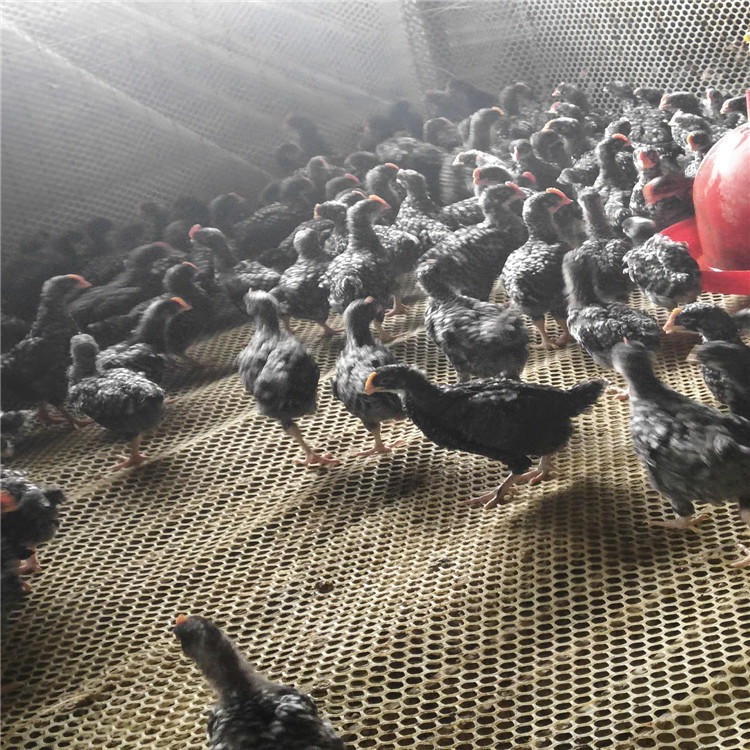 散养新鲜芦花鸡 纯种脱温芦花鸡价格 龙翔 直供芦花鸡 市场芦花鸡苗