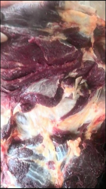 冷冻鲜驴肉 厂家直销纯鲜牛羊肉 纯驴肉厂家 马肉图片