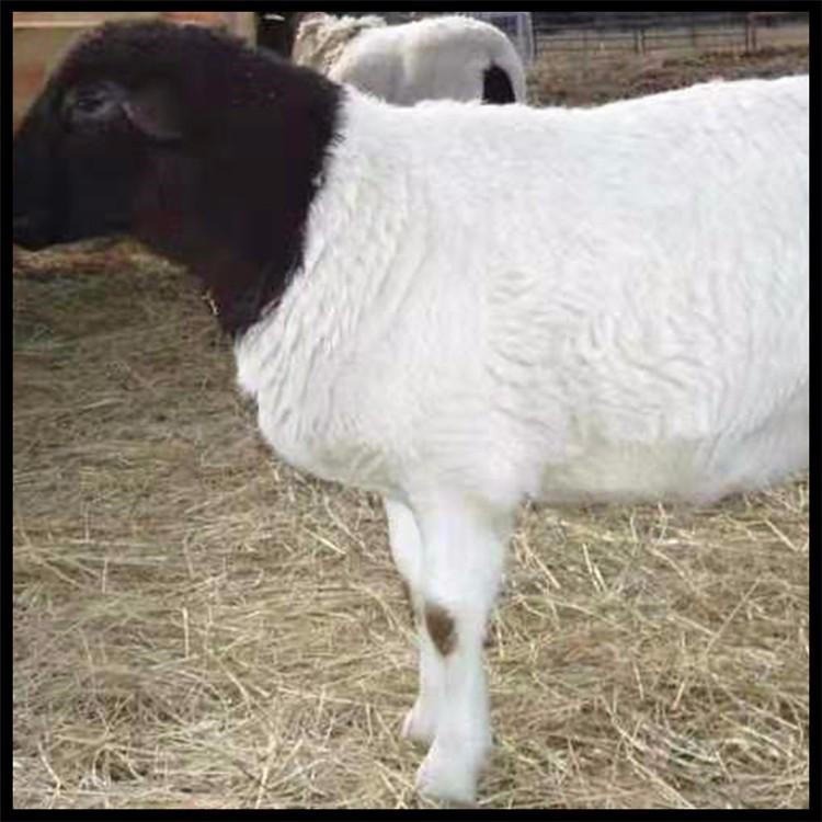 杜泊羊养殖基地 活体黑头杜泊羊 通凯杜泊羊养殖场 常年出售图片